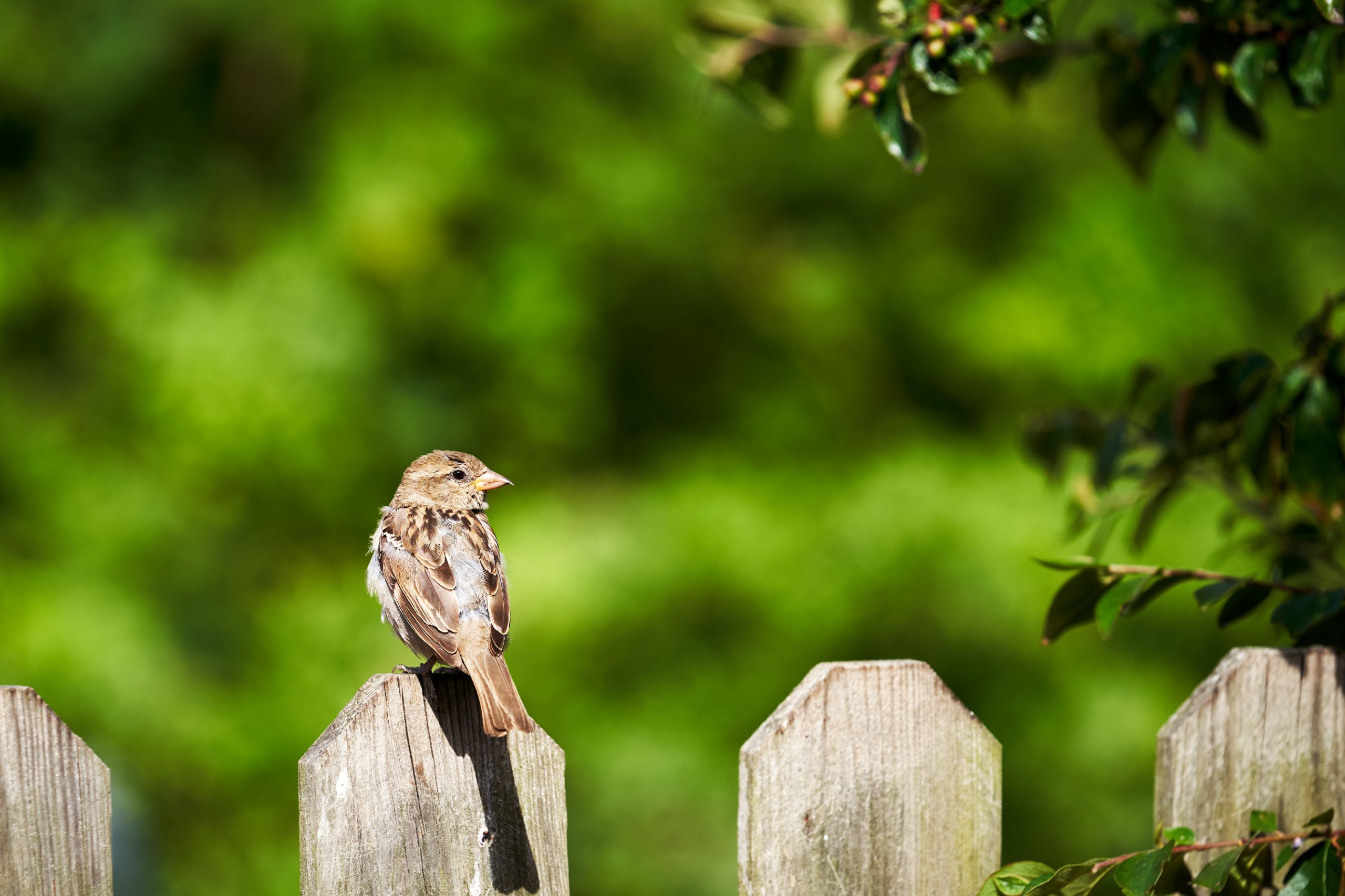 2022 07 22 Sverige 0266